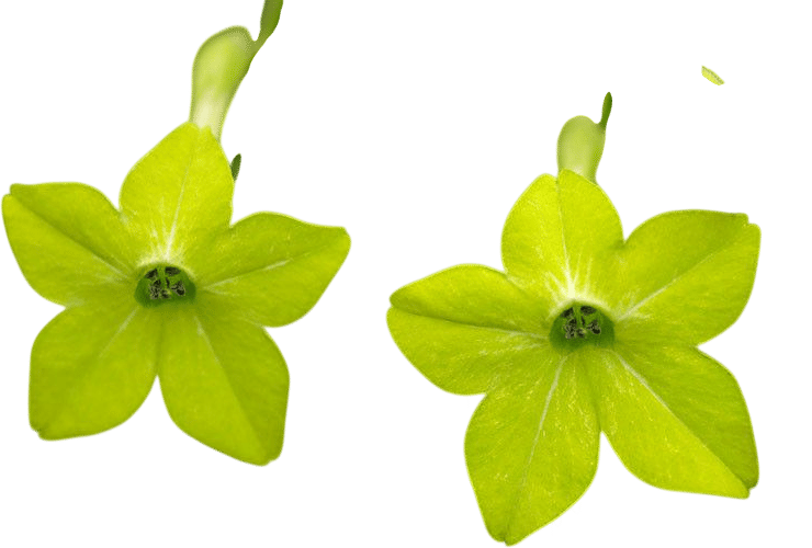 Nicotiana 'Lime Green' (Flowering Tobacco)