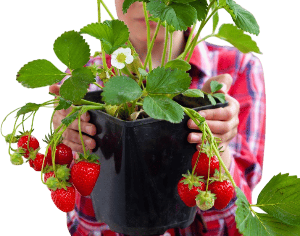 Growing Strawberries