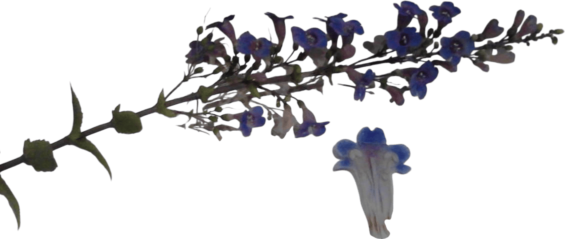 glass flowers at harvard museum of natural history