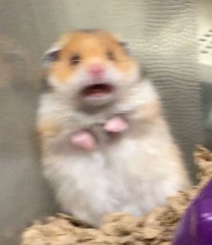 hm