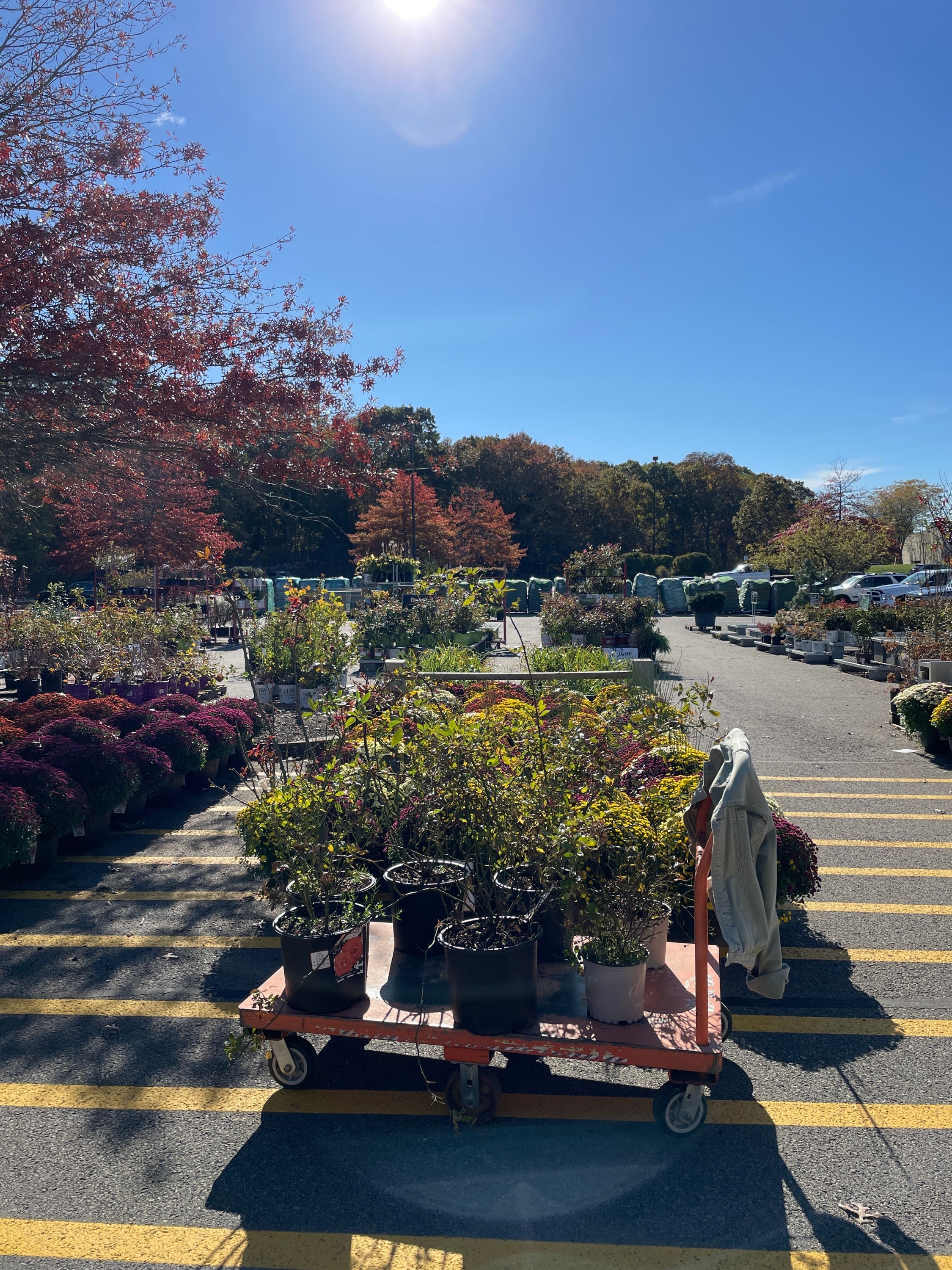 Perennial plants on sale in the fall