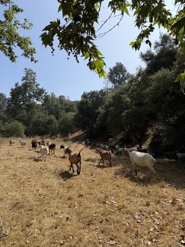 The Arroyo Seco Goat Parade!