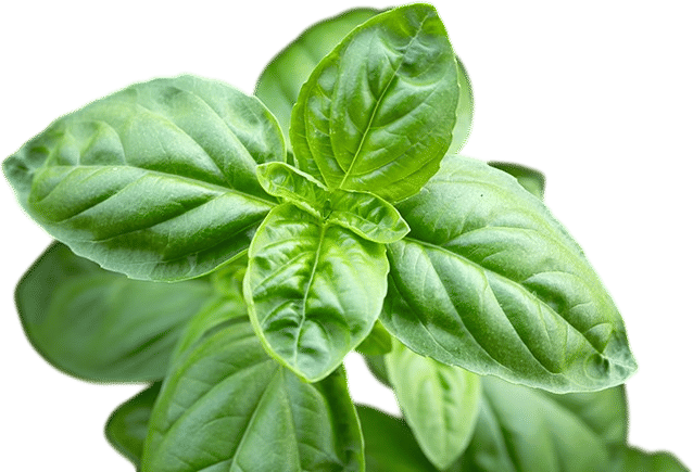 Grow Basil