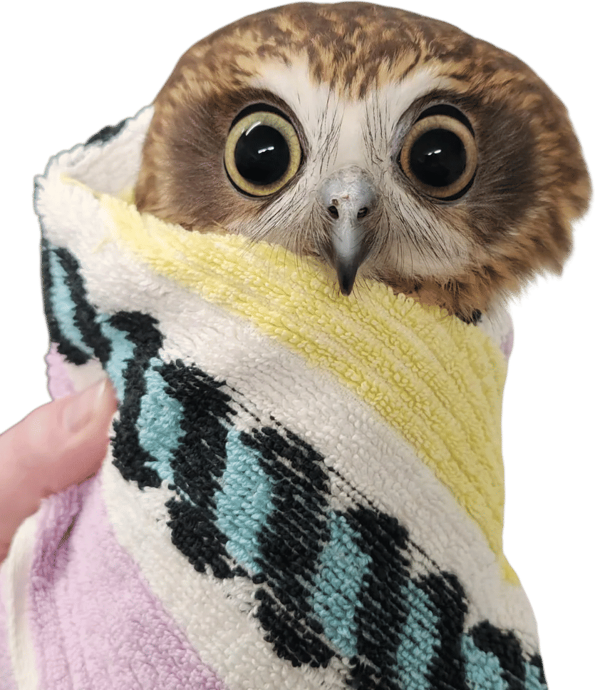 r/owlsintowels
