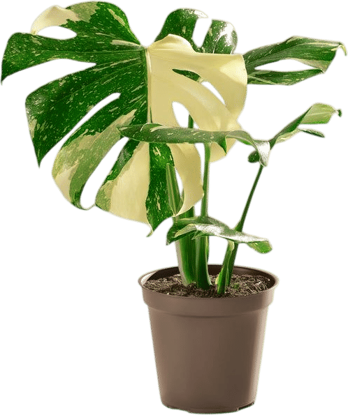 Monstera Thai Constellation