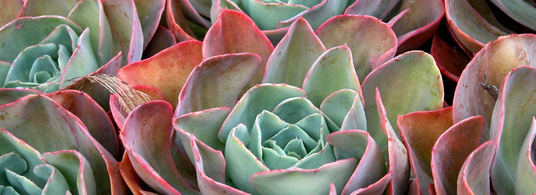 Ruth Bancroft gardens