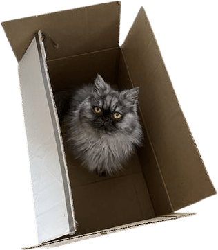 Cats!