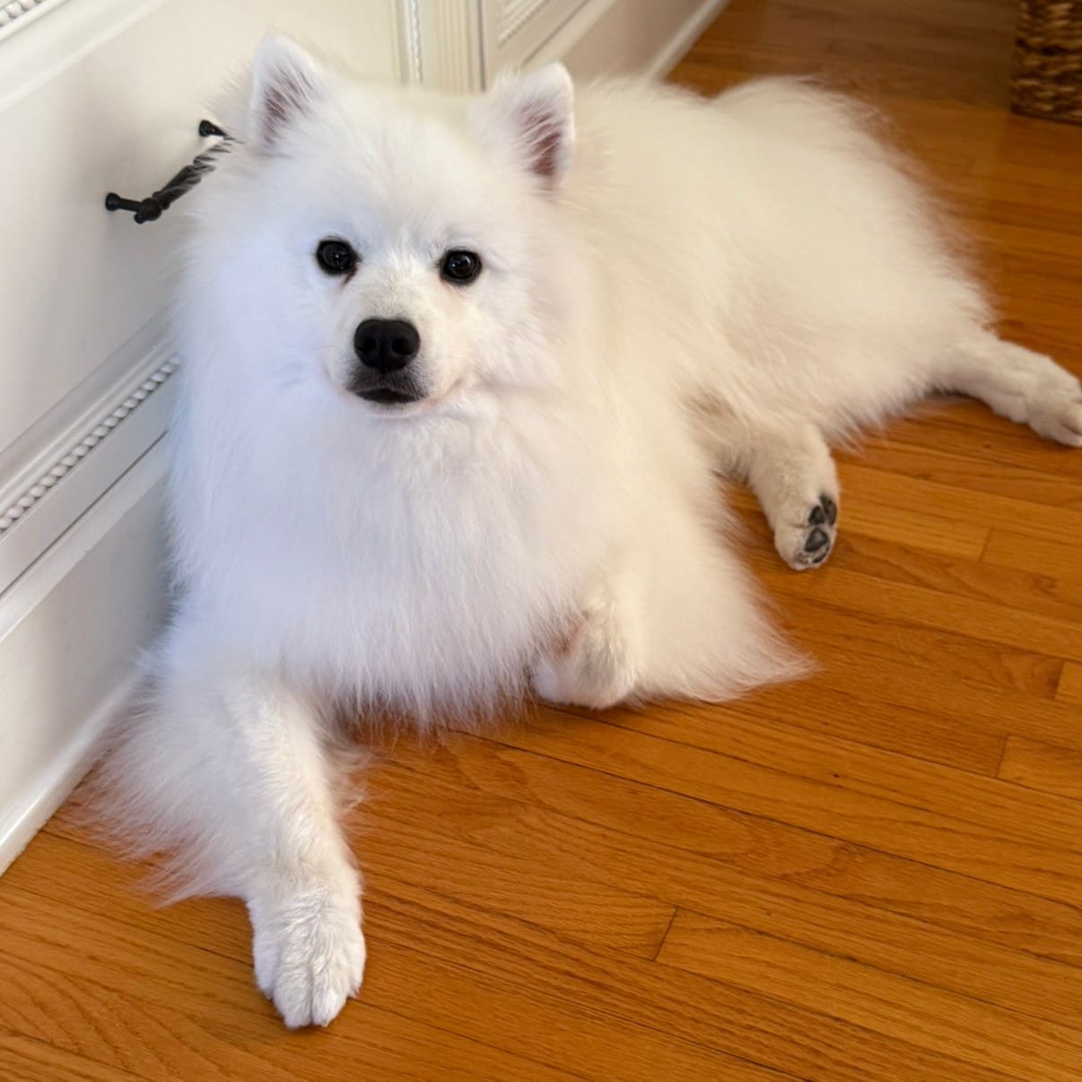 Good Dog