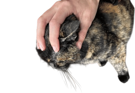 Squeezing cats heads