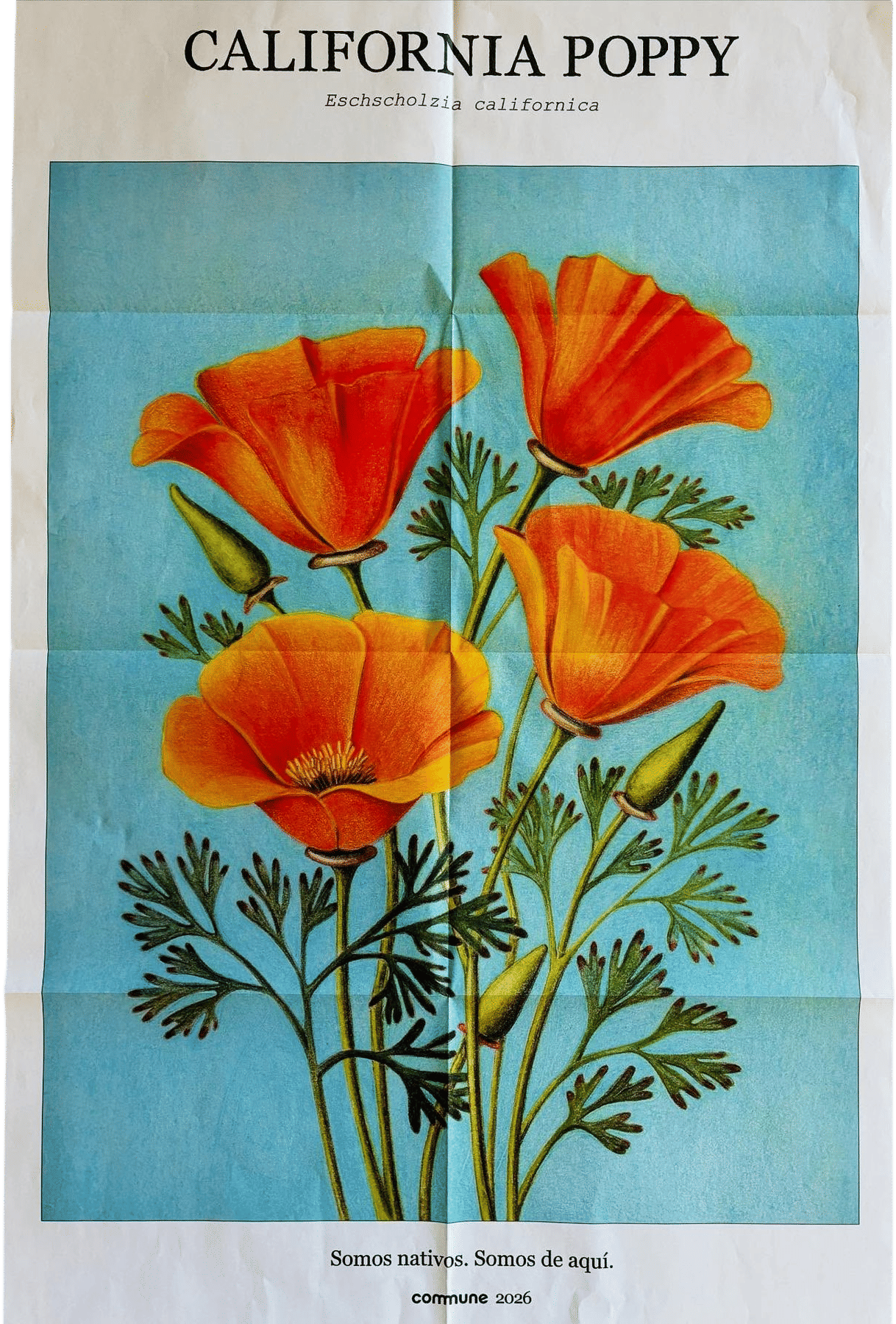 Commune Design poppy poster for friends & fam