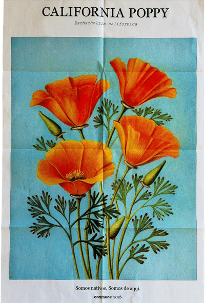 California Poppy Poster