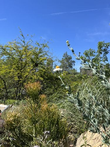 Matilija Poppy (Romneya)