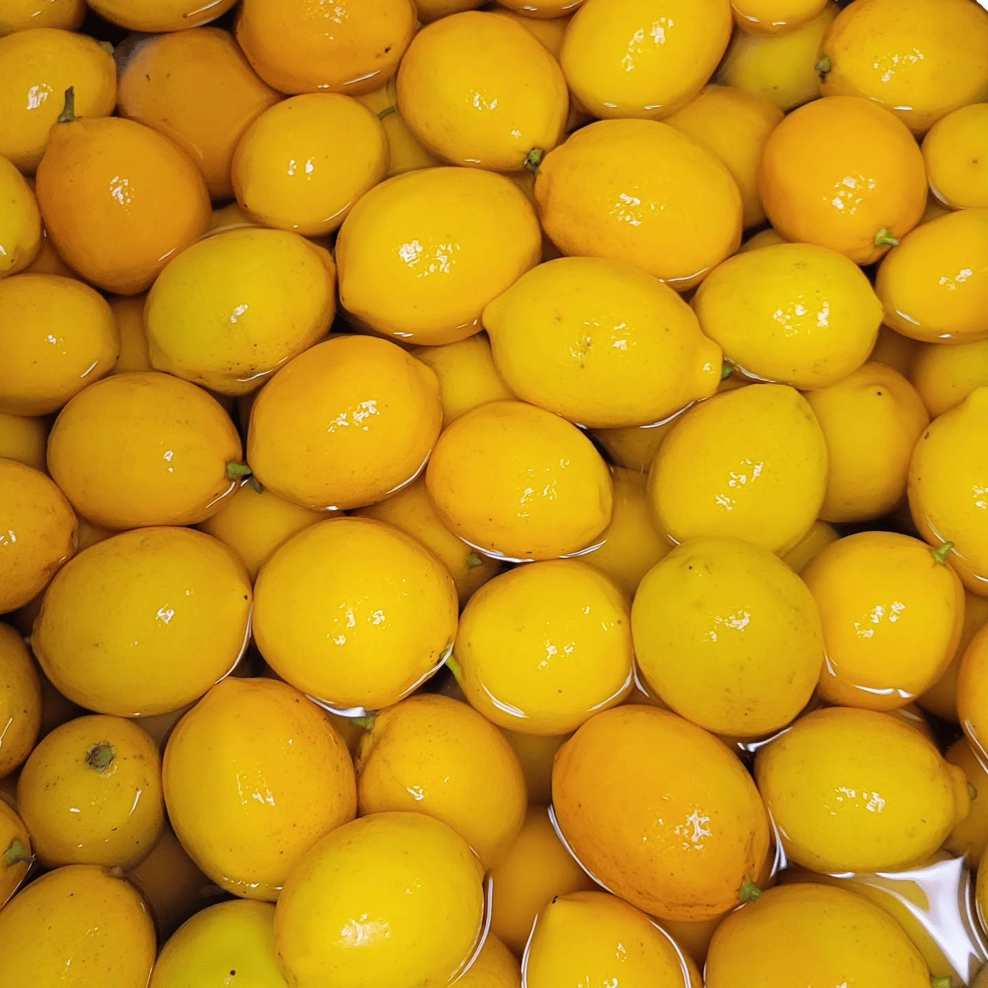 Meyer Lemons