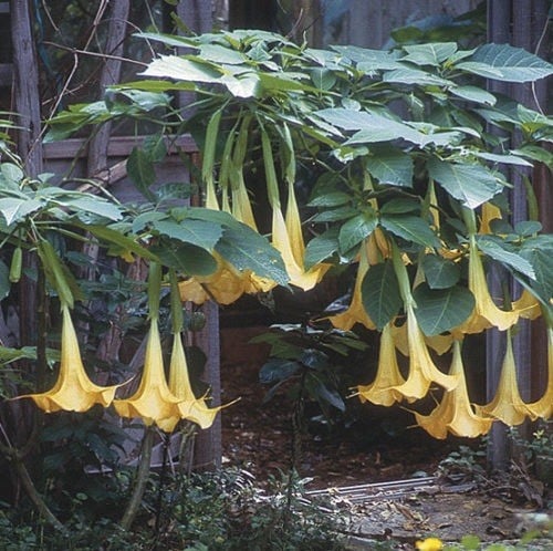Angel’s Trumpet