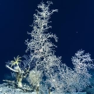Adorable Baby Octopus in Cook Islands Deep Sea