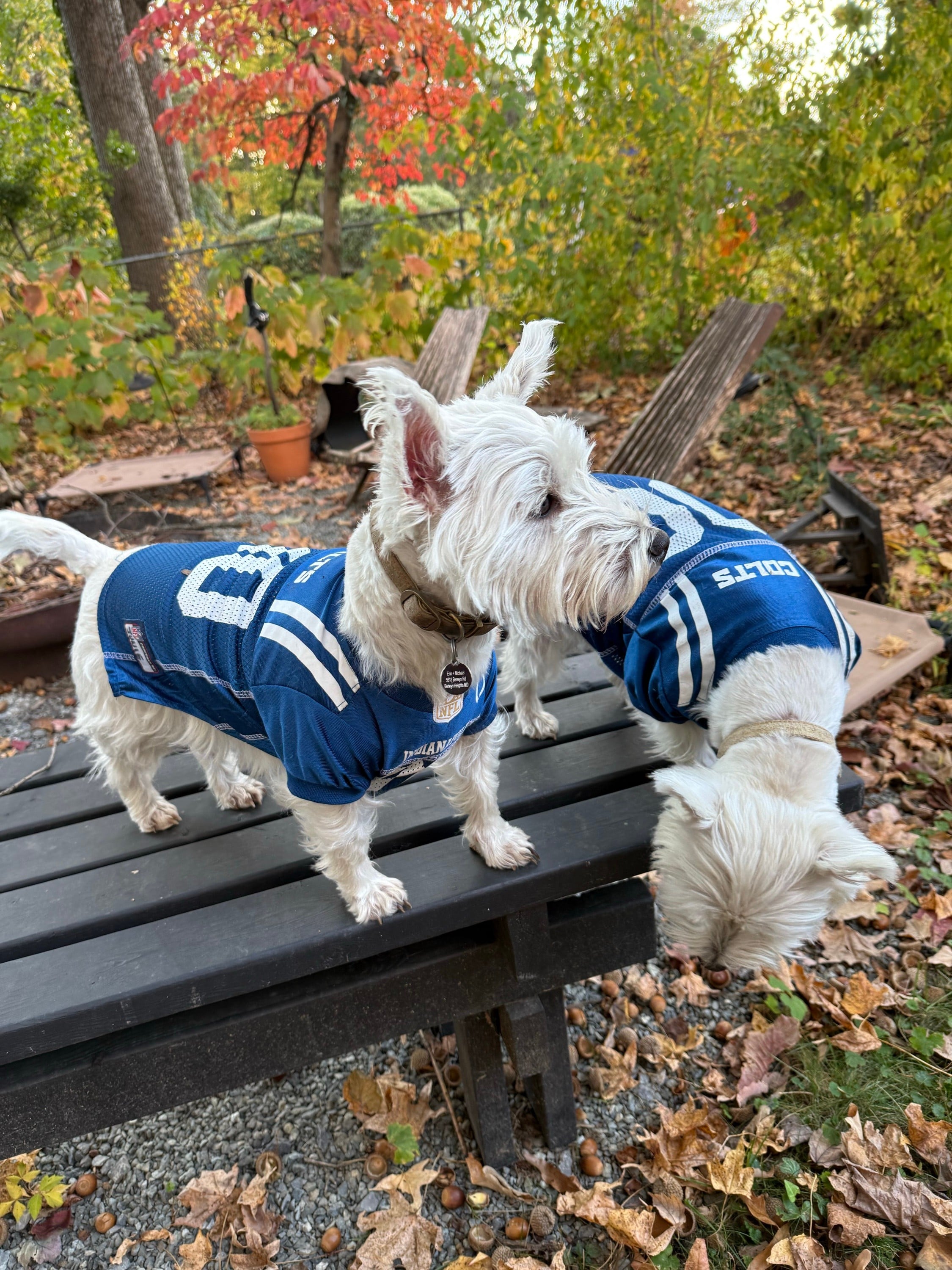 Dressing your dogs in NFL jerseys for game day