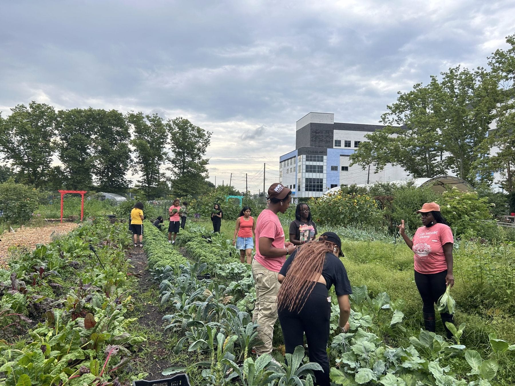 Volunteering at a community garden/farm
