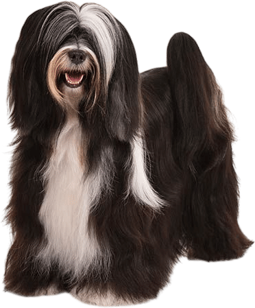 Tibetan Terrier
