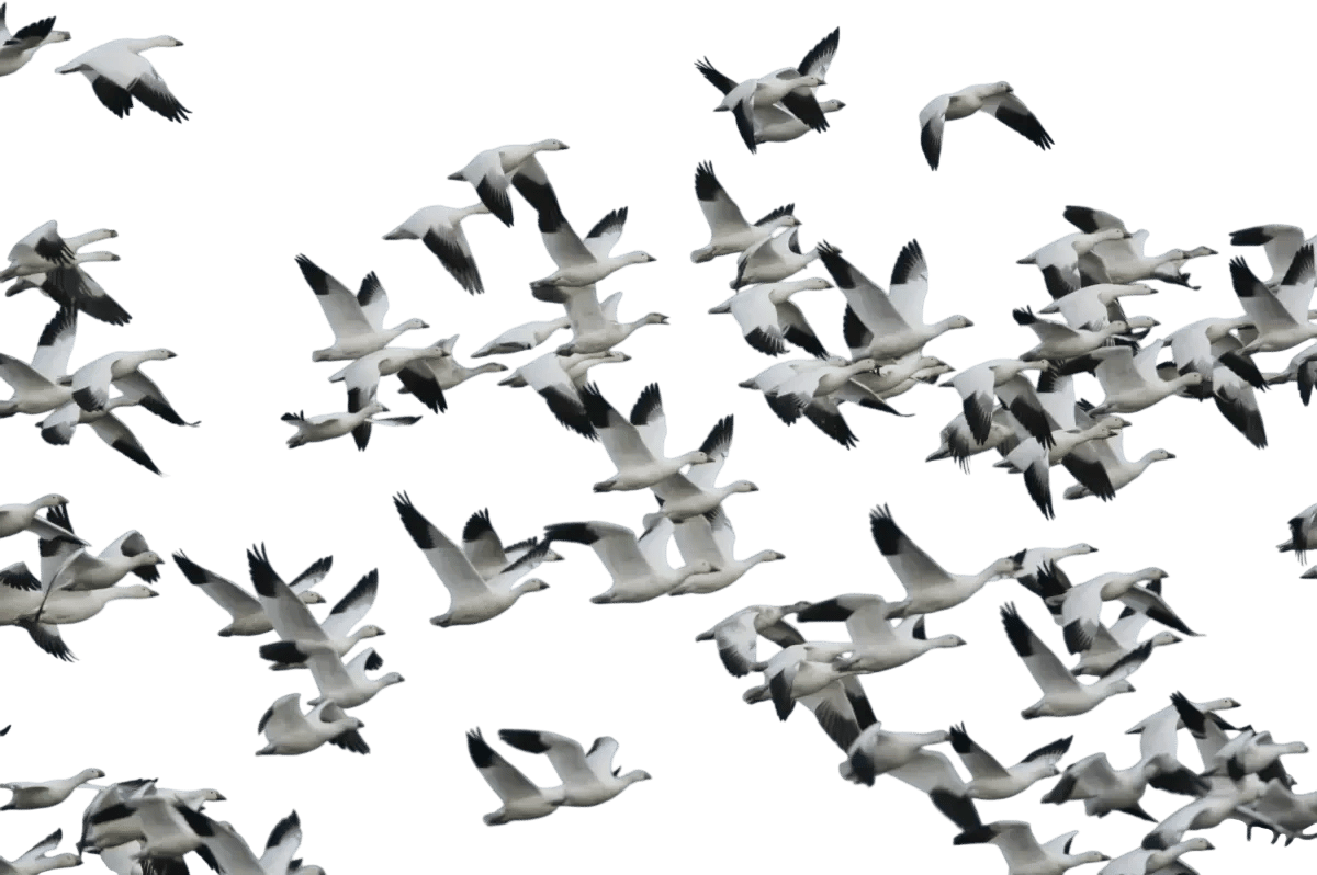 Snow Geese