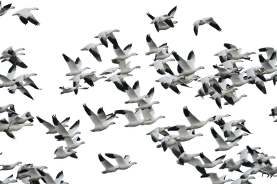 Snow Goose