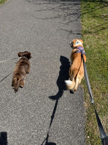 Lunch break walk aka Hot Girl Walk