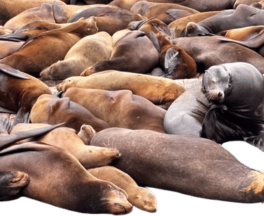 fisherman’s wharf sea lion pile