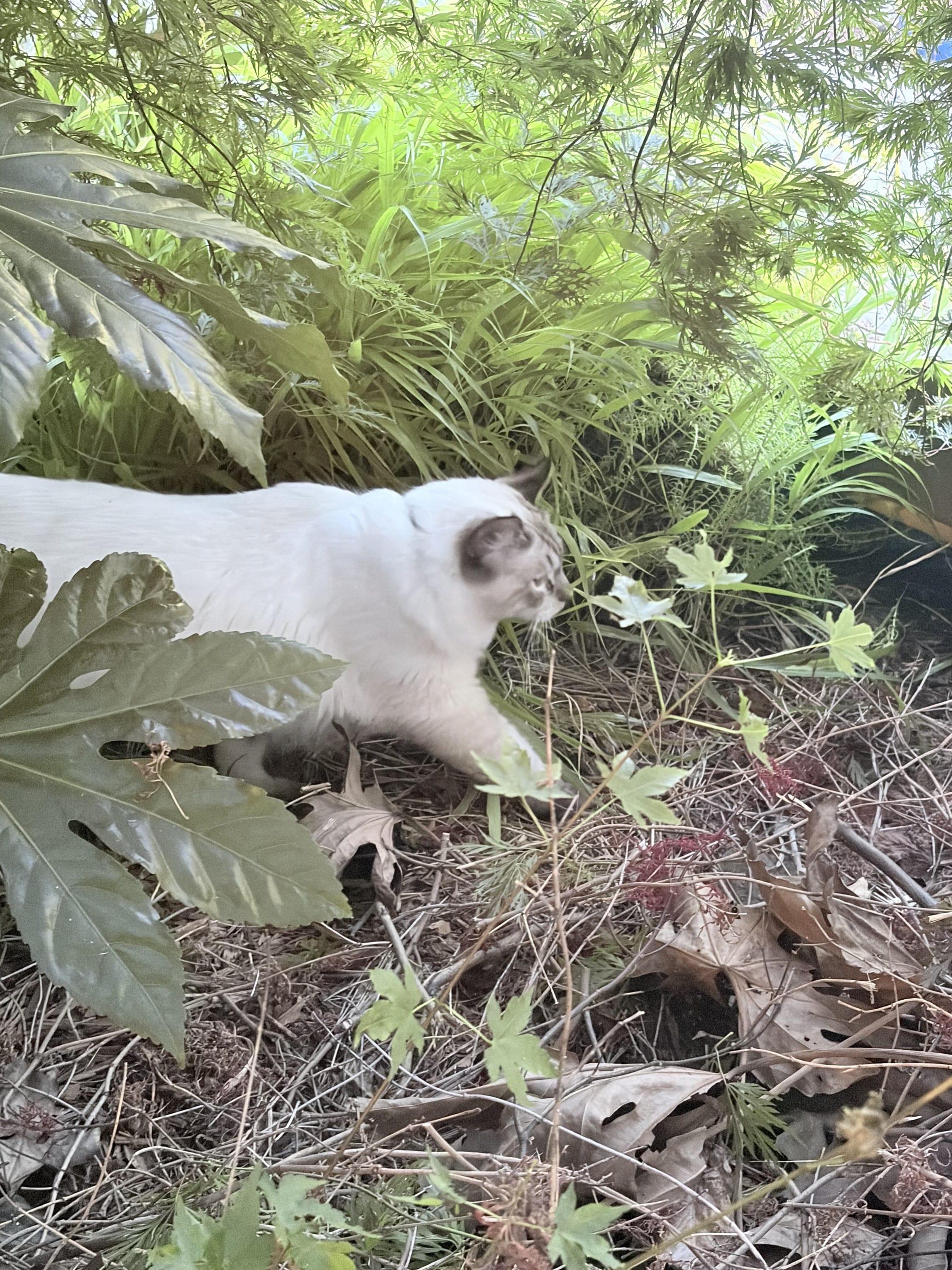 Enjoying supervised outdoor time with your cat
