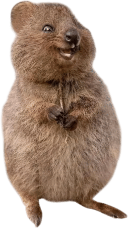 Quokka