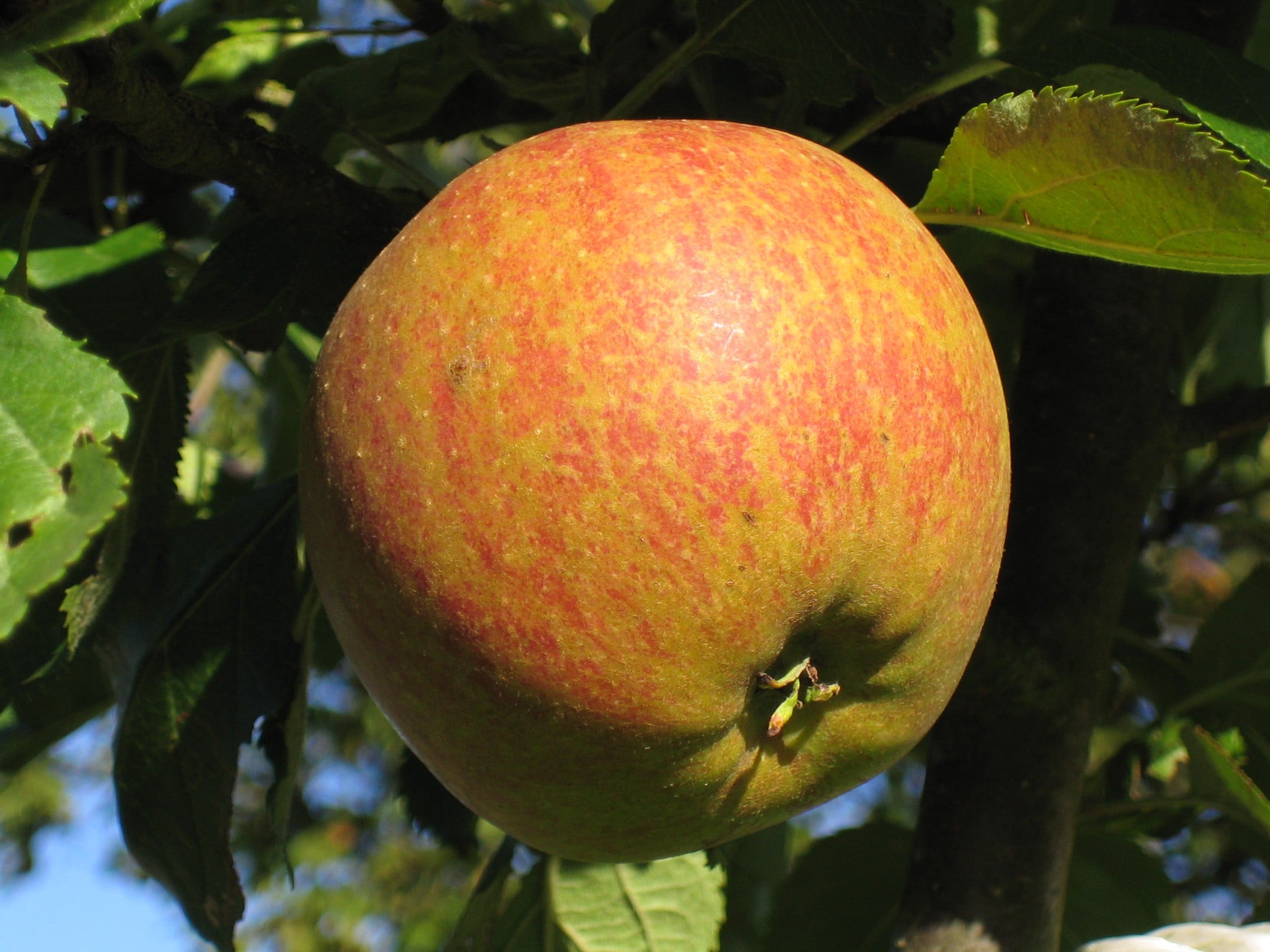 Cox’s Orange Pippins