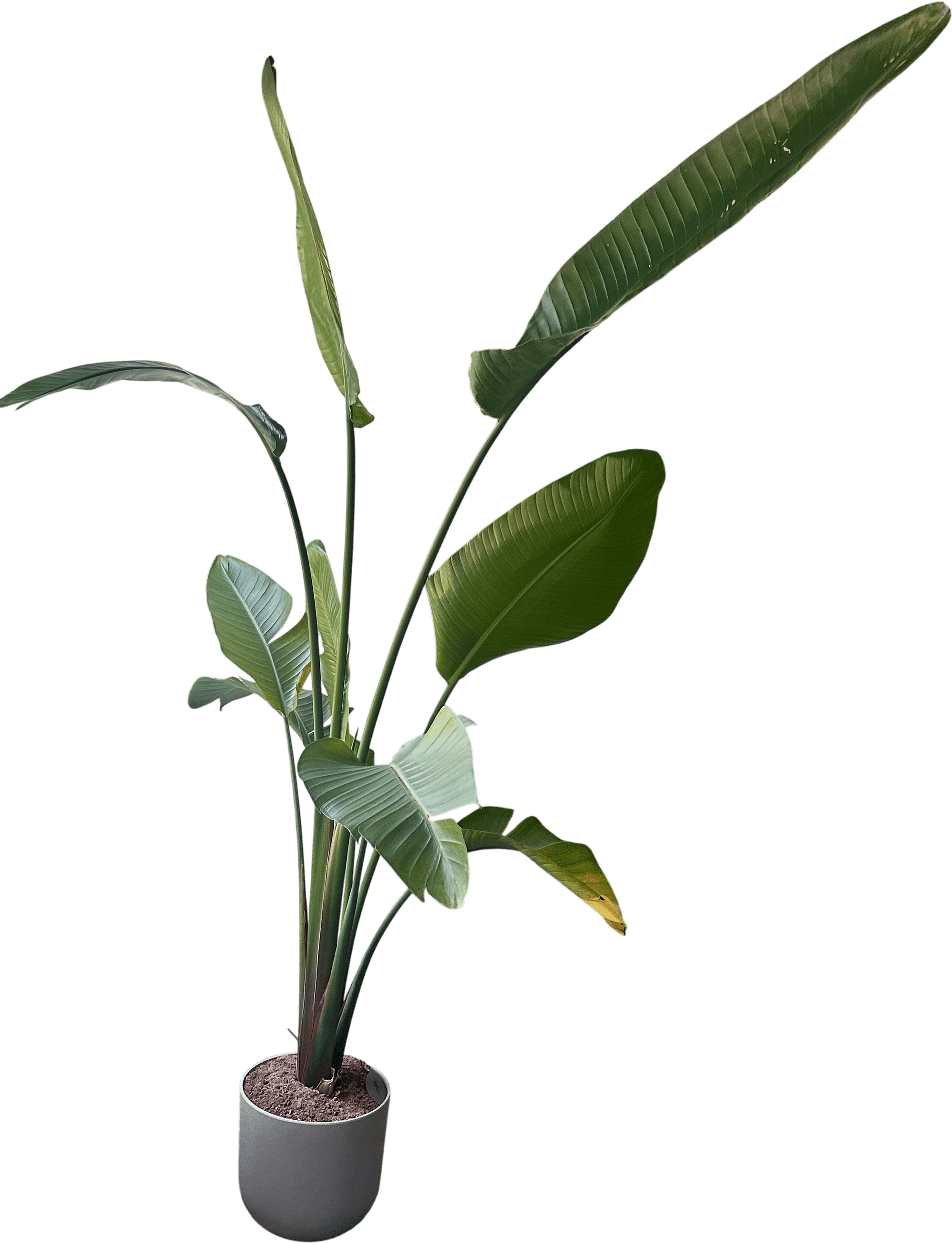 Bird of Paradise (Strelitzia Nicolai)