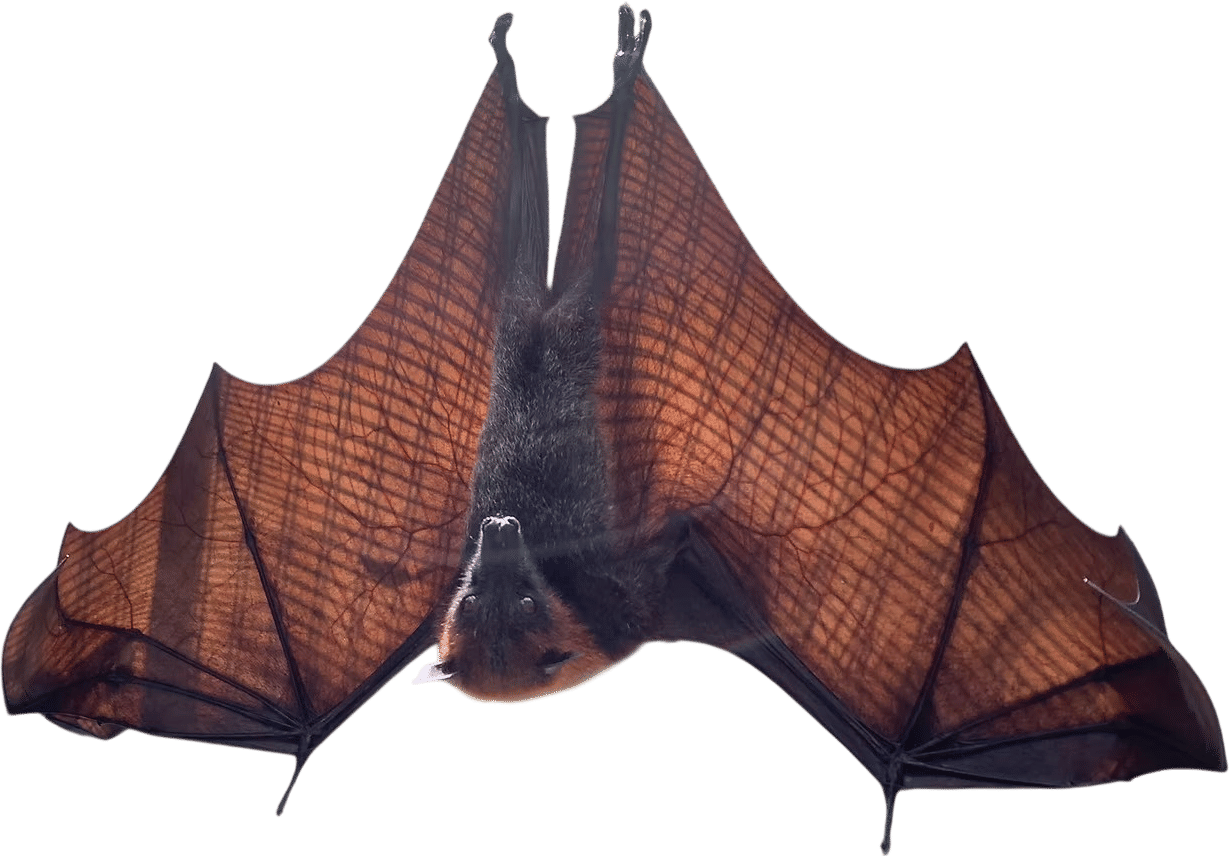 (Virtually) Adopting a Fruit Bat