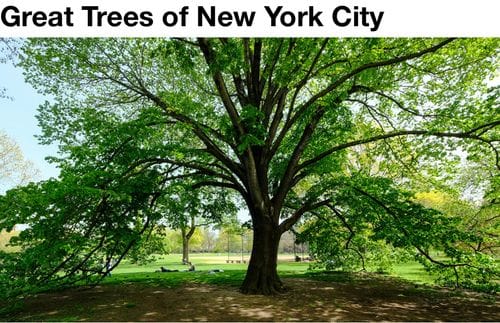Great Trees of NYC