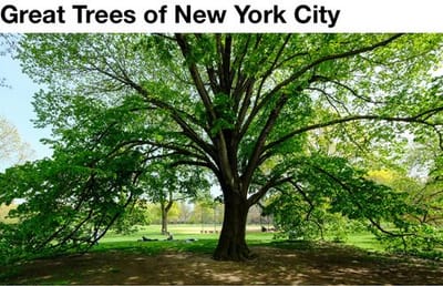 Great Trees of NYC Map