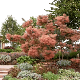 Grace Smoke Bush