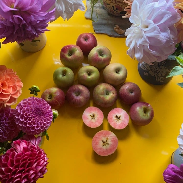 MALUS
