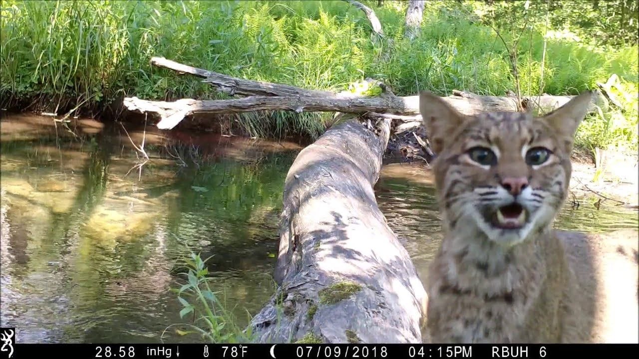 Trail Cams - All walks of life crossing log bridge over year