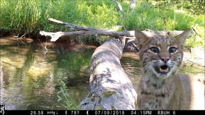 Trail Cams - All walks of life crossing log bridge over year