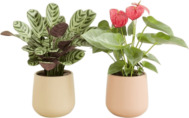 Self Watering Plant