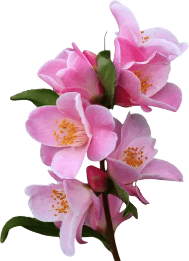 Camellia ‘Minato-No-Akebono’