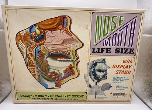 Vintage 1968 Pyro Nose Mouth Anatomy Model Kit