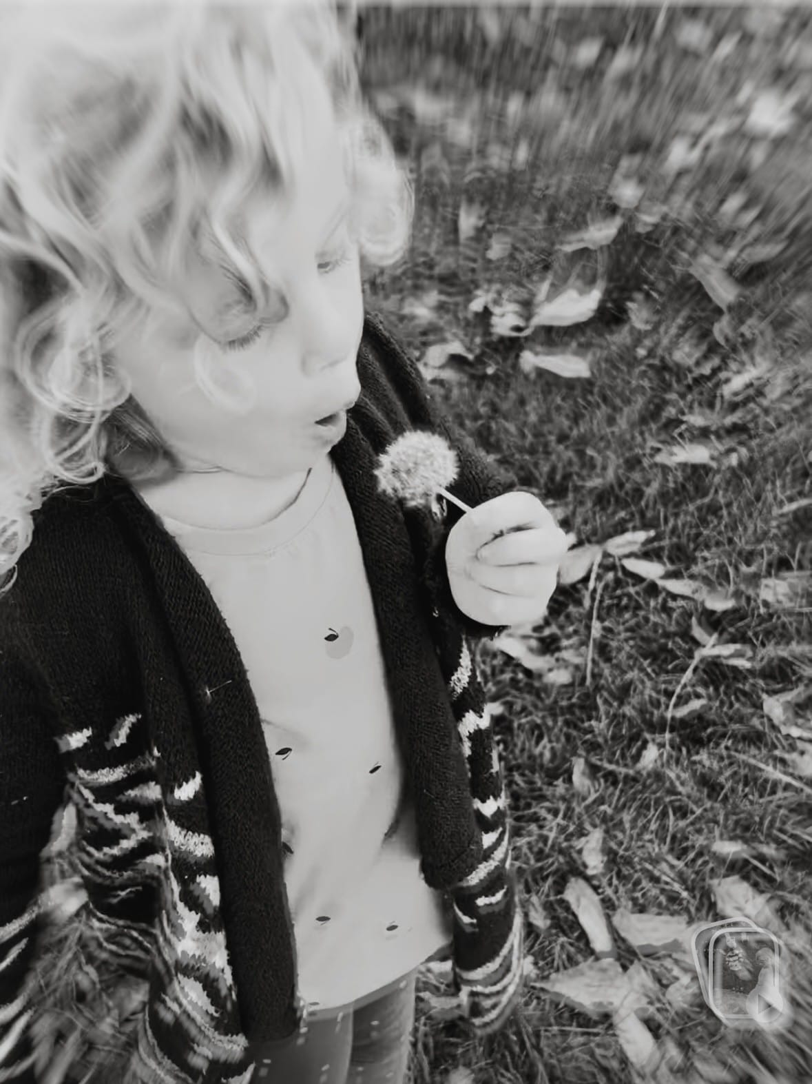 Blowing Wishes into the Wind