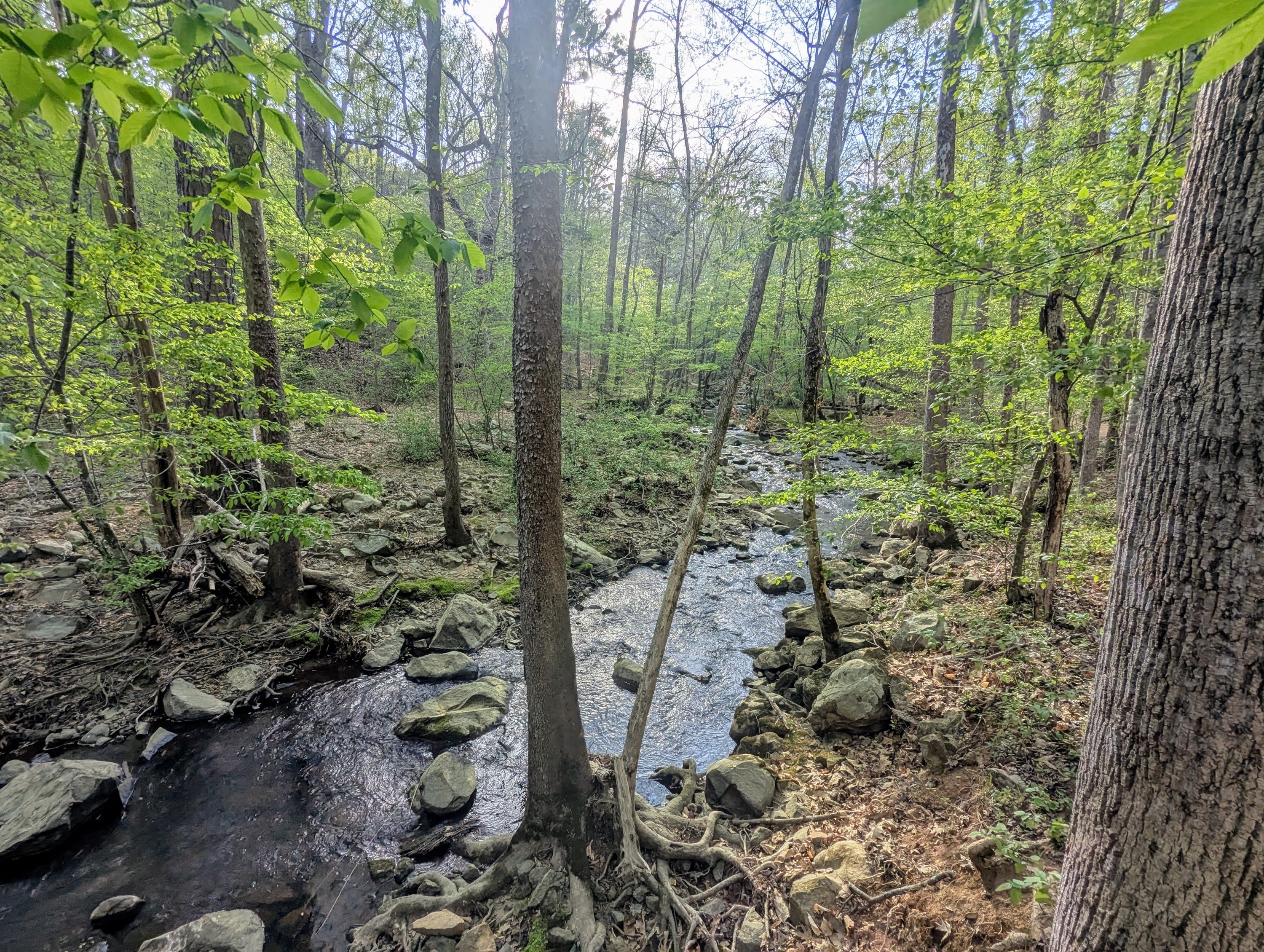 Bolin Forest