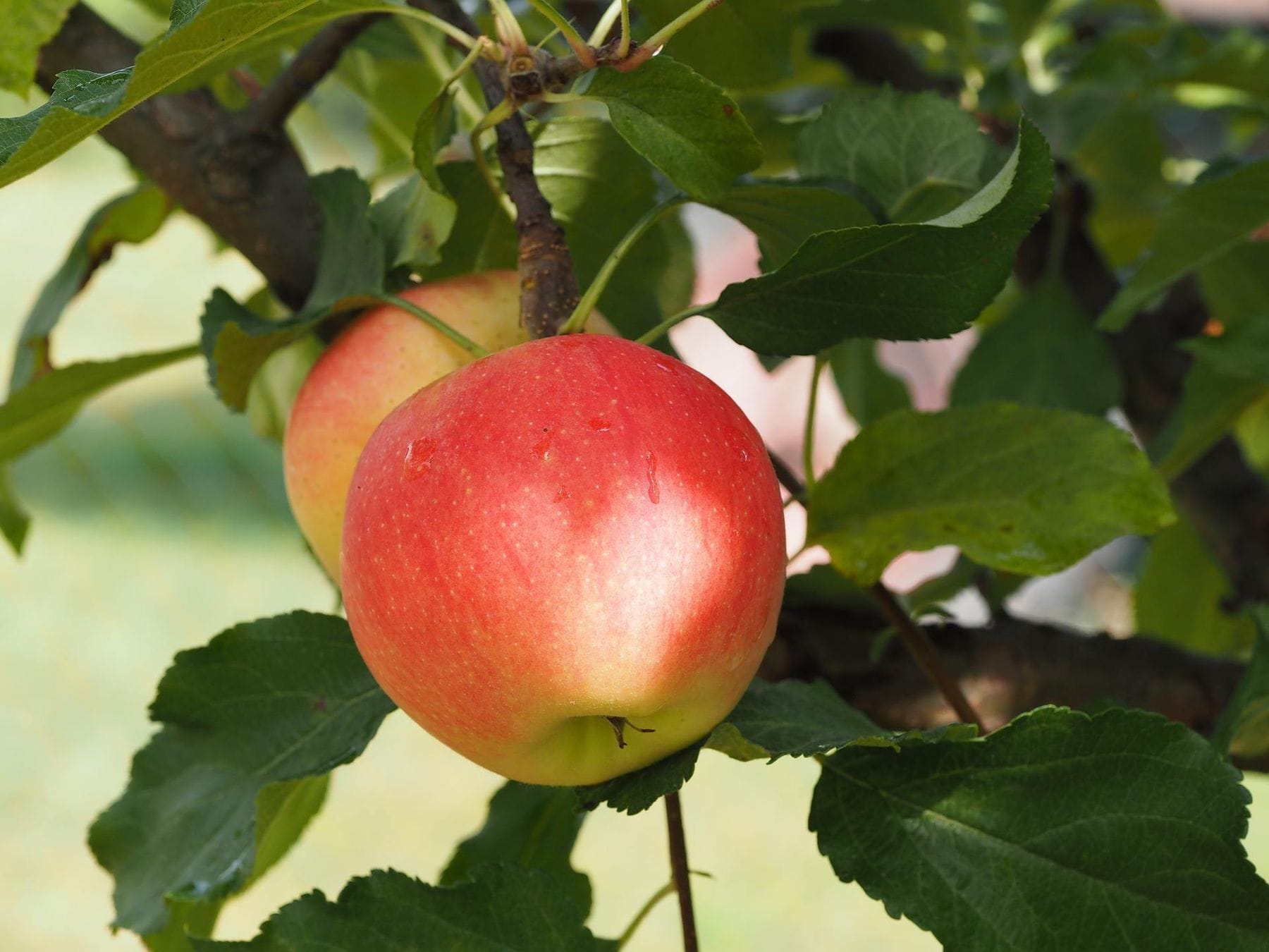 Cosmic Crisp Apples