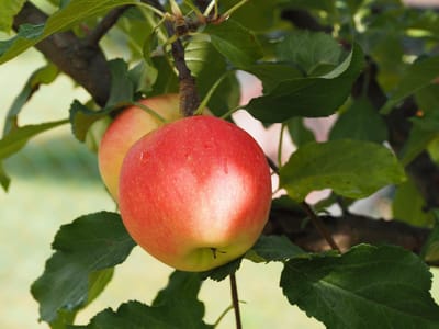 Cosmic Crisp Apples
