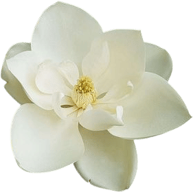 Magnolia Trees