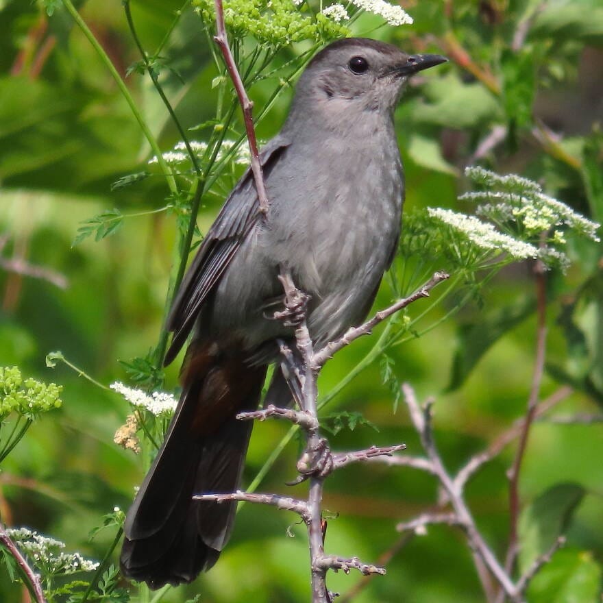 Grey catbird