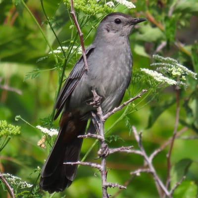 Gray Catbird