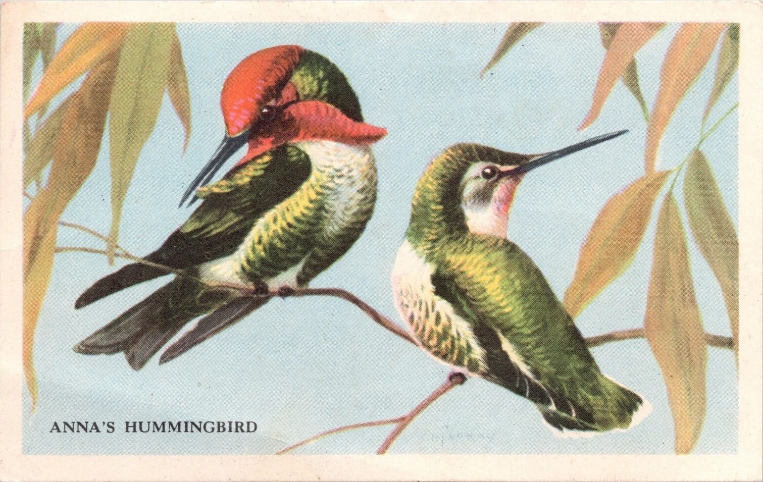 Anna's Hummingbird