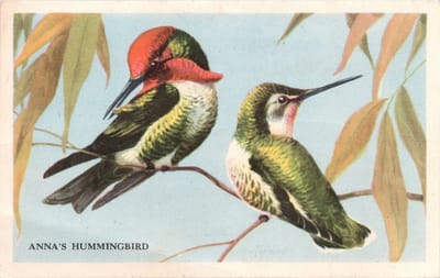 Beautiful Birds of the West Cards