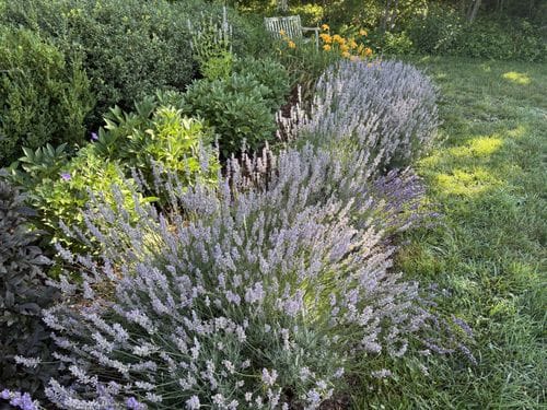 sniffing some damn lavender